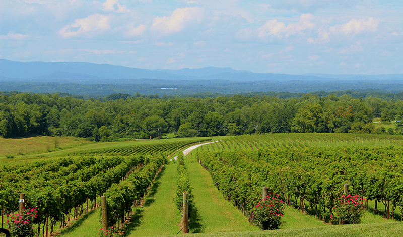 Vinyard